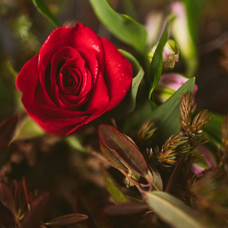 Dozen Roses - surprise me ( arranged in Vase)