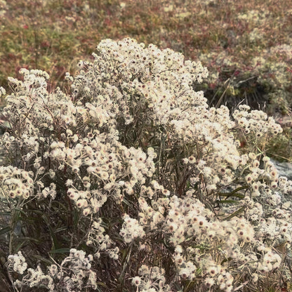 Newfoundland Botanical Keepsake (Add-On)