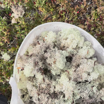 Newfoundland Botanical Keepsake (Add-On)
